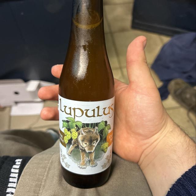Een foto van Wout De Kempeneer (wout_de_kempeneer_8066) met een Lupulus Blonde